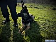 Legnica - Pies policyjny Radler