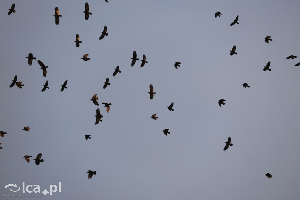 Koniec pucharowej przygody Miedzi