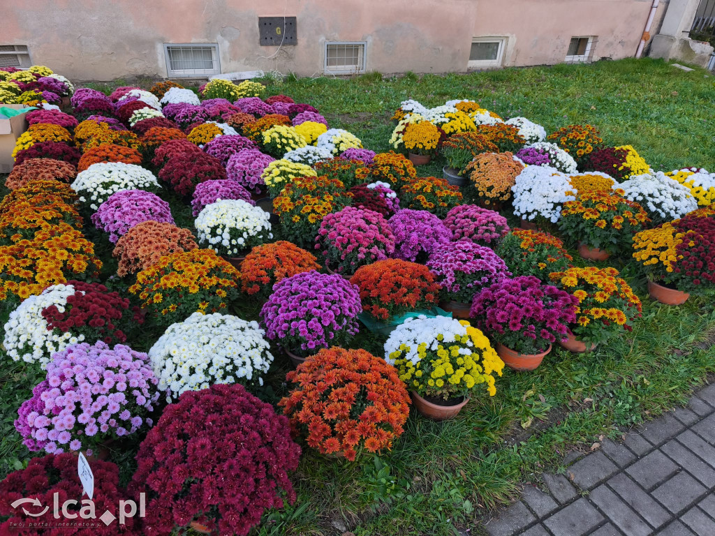 Przed legnickim cmentarzem komunalnym