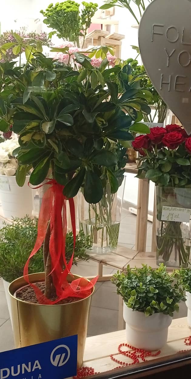 Ekskluzywna florystyka w sercu Legnicy