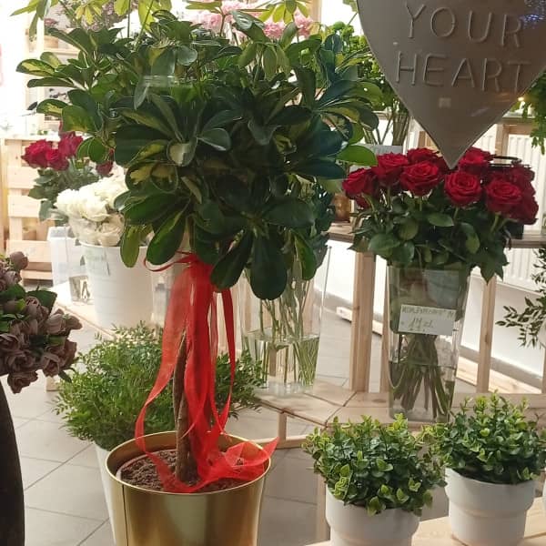 Ekskluzywna florystyka w sercu Legnicy