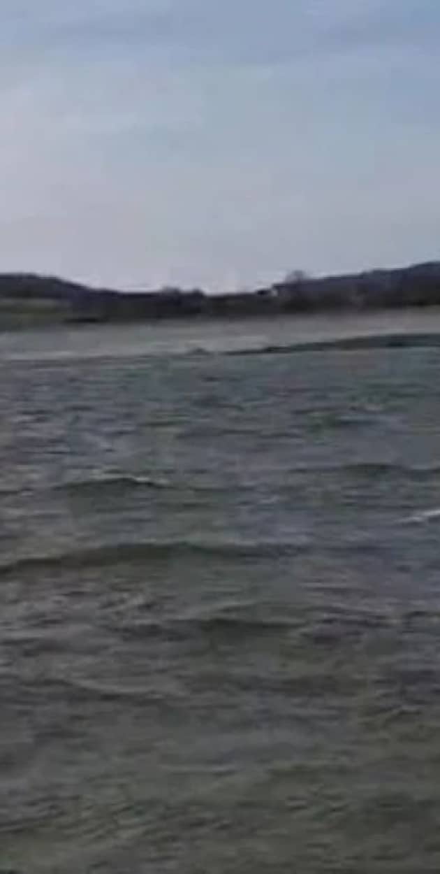 Cztery wyleczone łabędzie odzyskały wolność na Słupie (mat. prasowe)