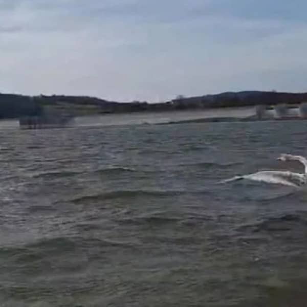 Cztery wyleczone łabędzie odzyskały wolność na Słupie (mat. prasowe)