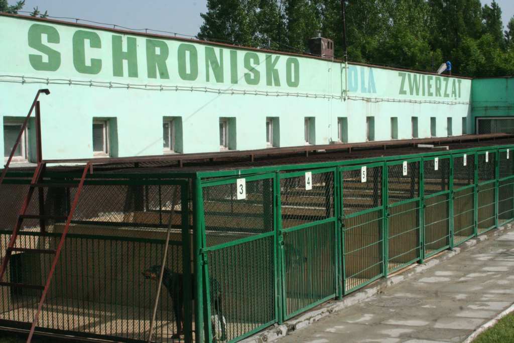Festyn z czworonogami