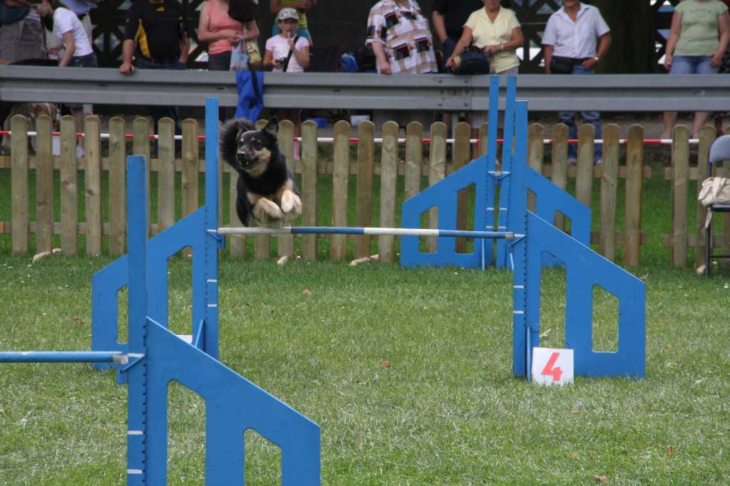 Wystawa psów rasowych