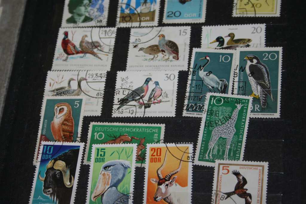 Młodzi kolekcjonerzy