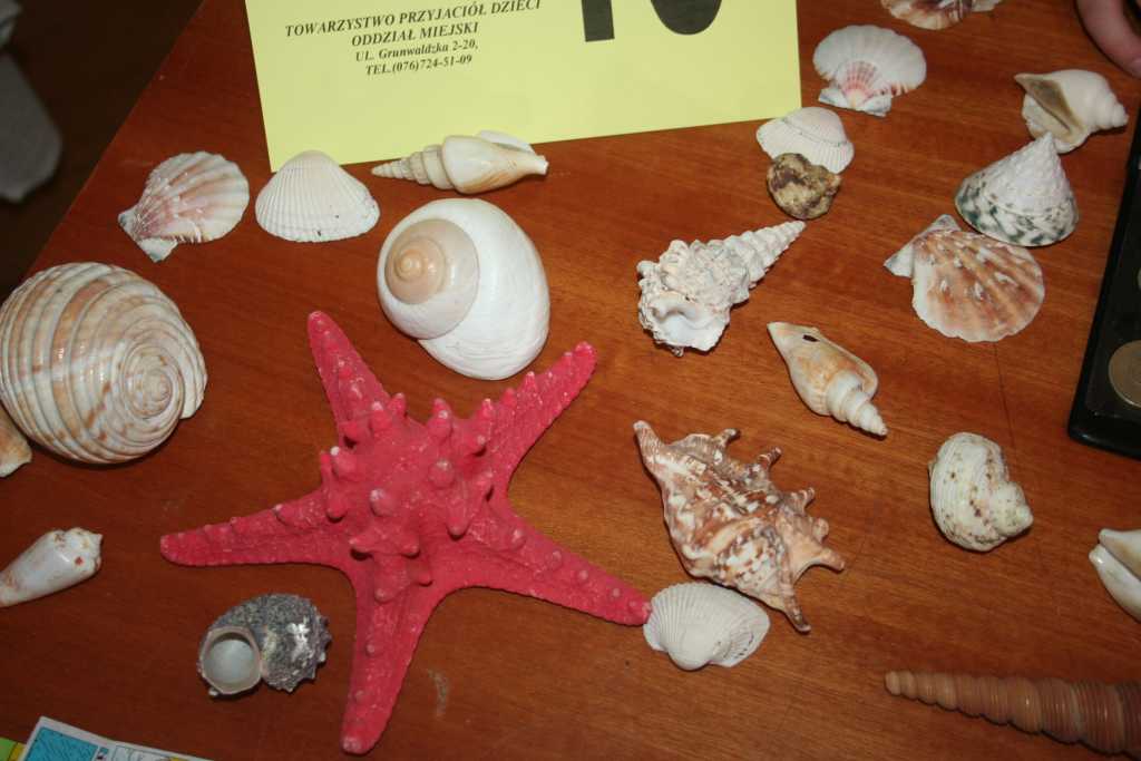 Młodzi kolekcjonerzy