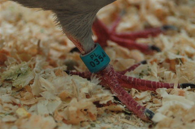 Wystawa gołębi w Prochowicach