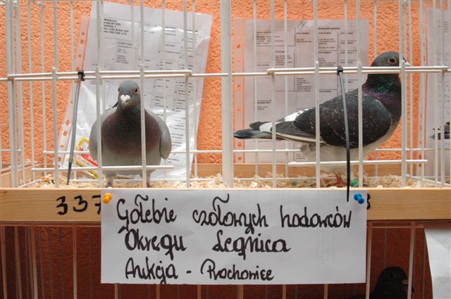 Wystawa gołębi w Prochowicach