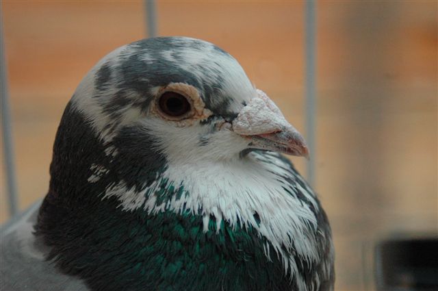 Wystawa gołębi w Prochowicach