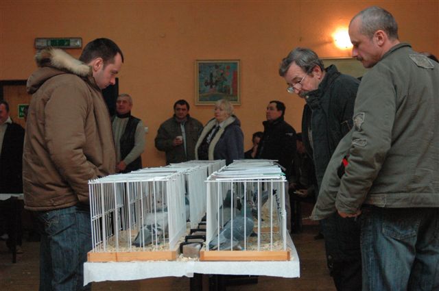 Wystawa gołębi w Prochowicach