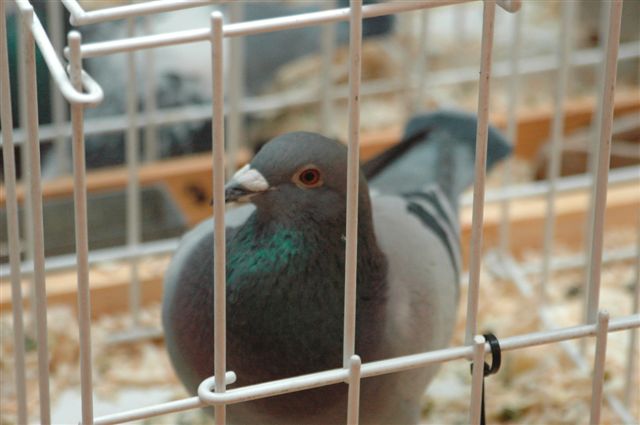 Wystawa gołębi w Prochowicach