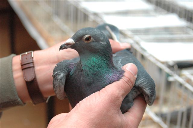 Wystawa gołębi w Prochowicach