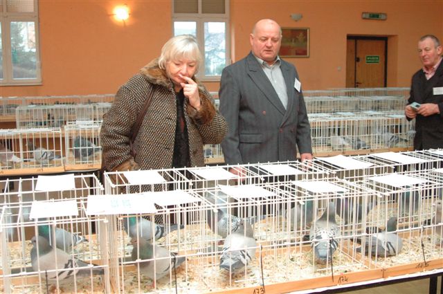 Wystawa gołębi w Prochowicach