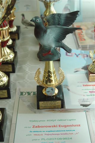 Wystawa gołębi w Prochowicach