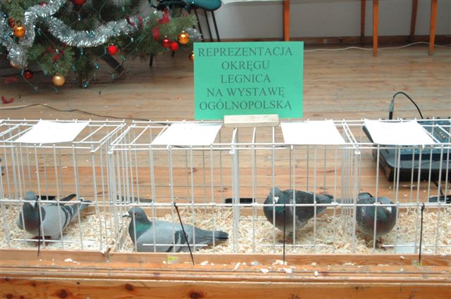 Wystawa gołębi w Prochowicach