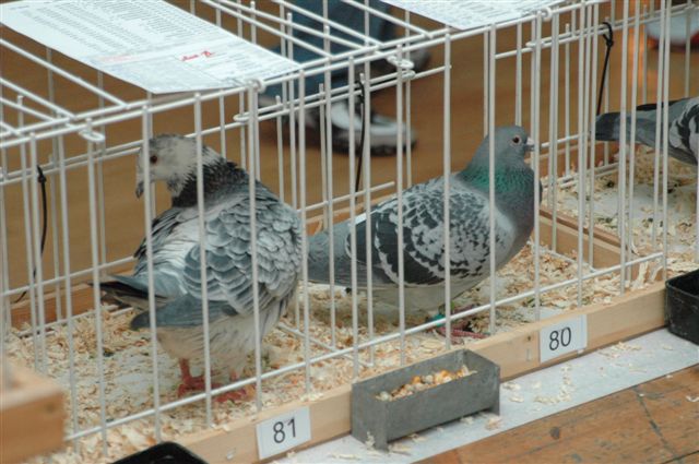 Wystawa gołębi w Prochowicach