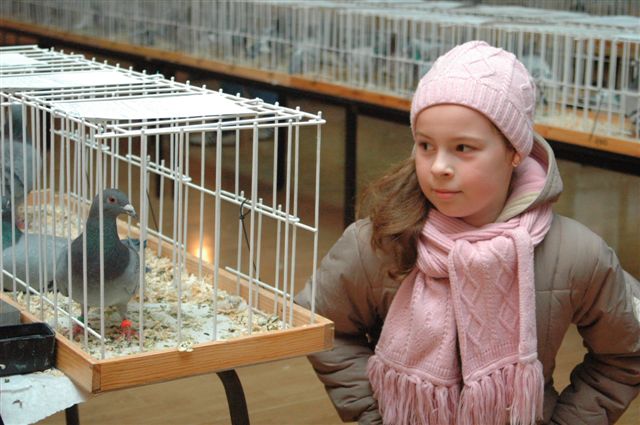 Wystawa gołębi w Prochowicach