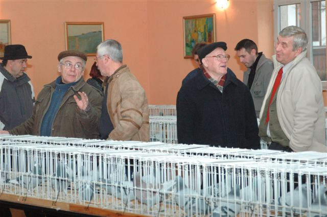 Wystawa gołębi w Prochowicach