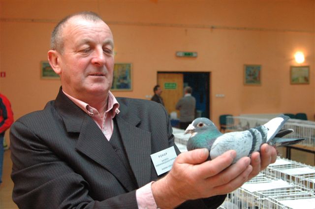 Wystawa gołębi w Prochowicach