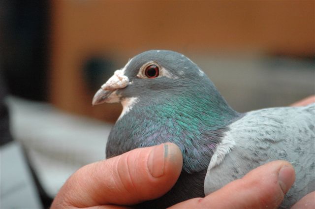 Wystawa gołębi w Prochowicach