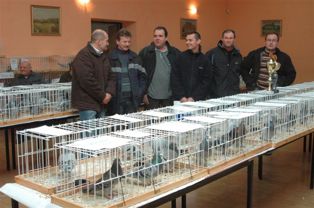 Wystawa gołębi w Prochowicach