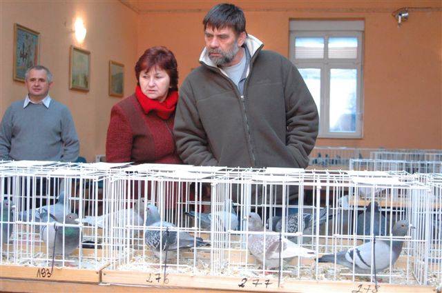 Wystawa gołębi w Prochowicach