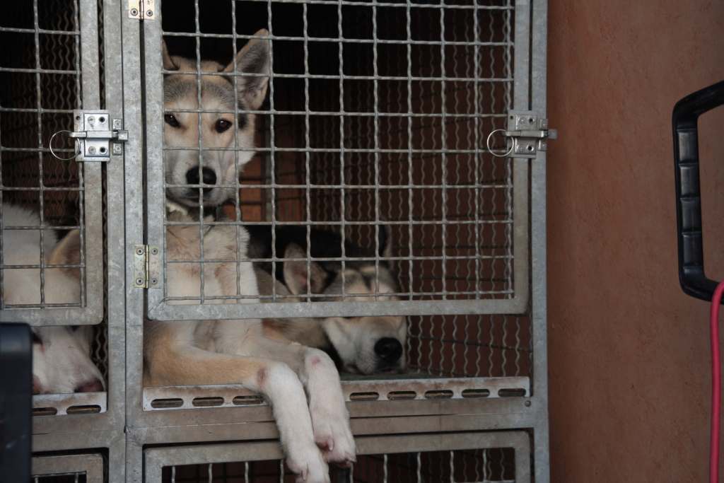 Wyścigi psich zaprzęgów