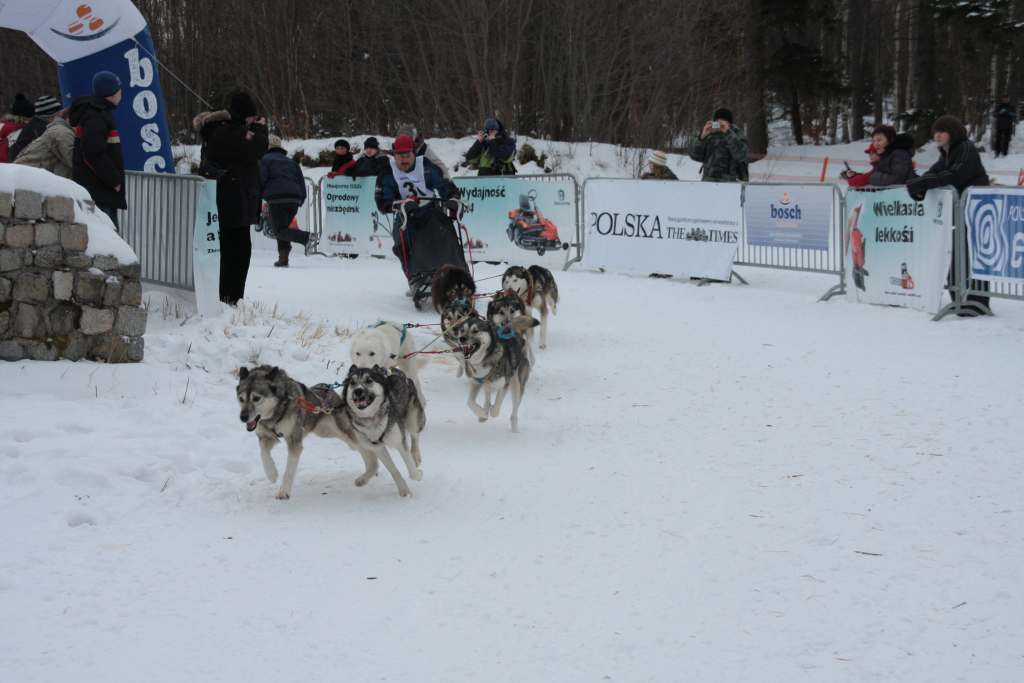 Wyścigi psich zaprzęgów