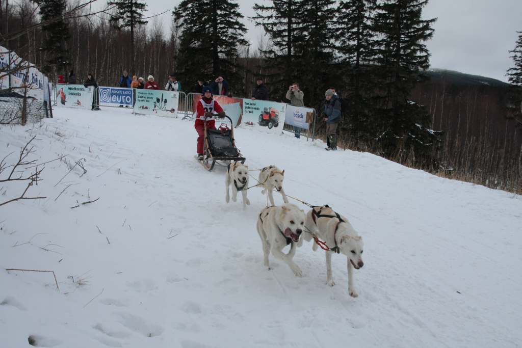 Wyścigi psich zaprzęgów