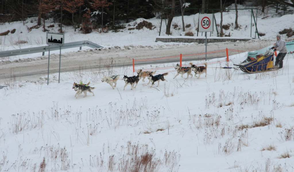 Wyścigi psich zaprzęgów