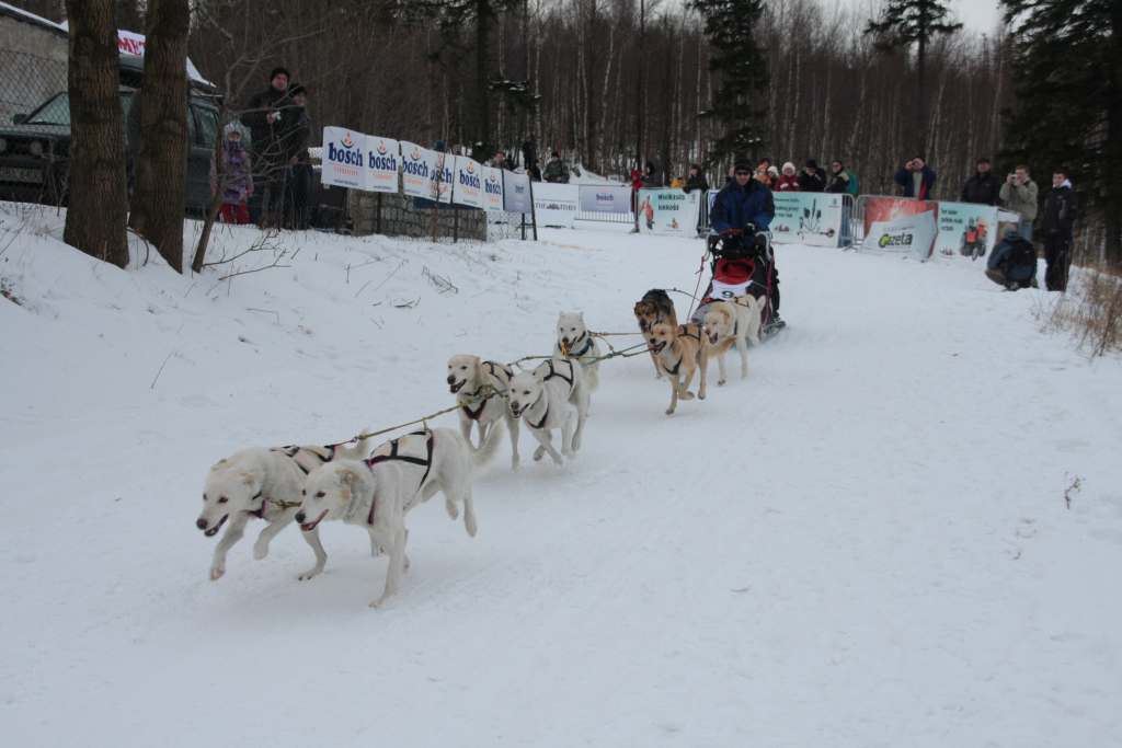 Wyścigi psich zaprzęgów