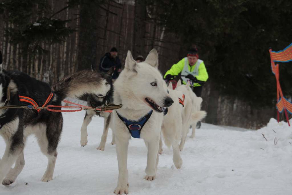 Wyścigi psich zaprzęgów