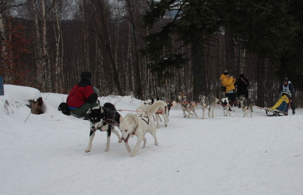 Wyścigi psich zaprzęgów