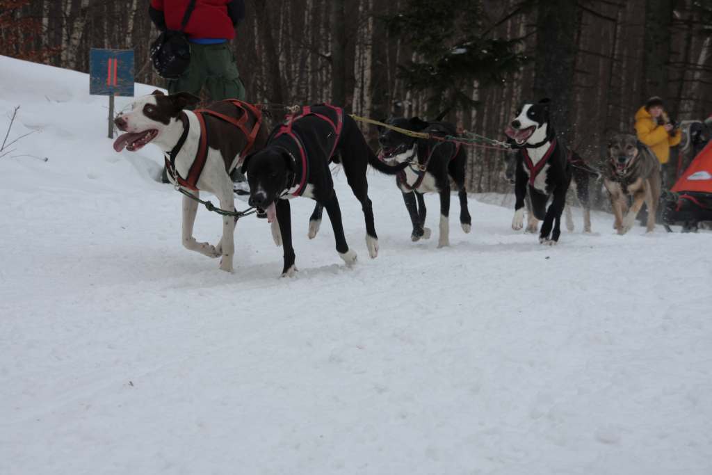 Wyścigi psich zaprzęgów