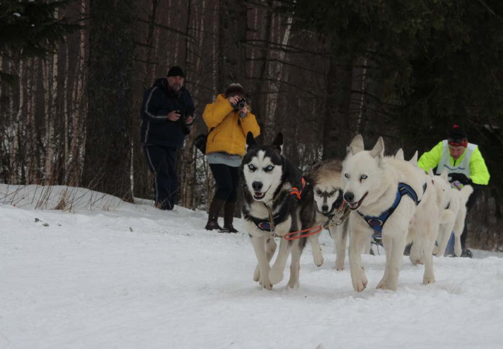 Wyścigi psich zaprzęgów