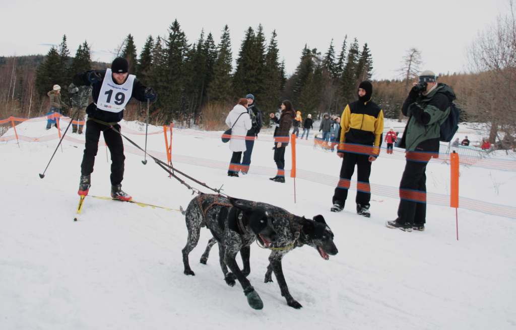 Wyścigi psich zaprzęgów