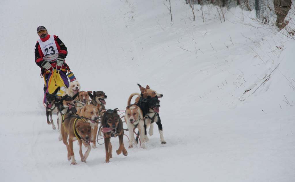 Wyścigi psich zaprzęgów
