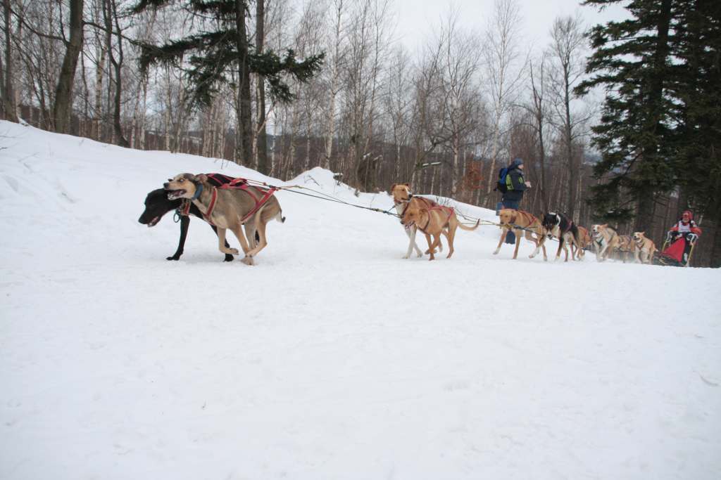 Wyścigi psich zaprzęgów