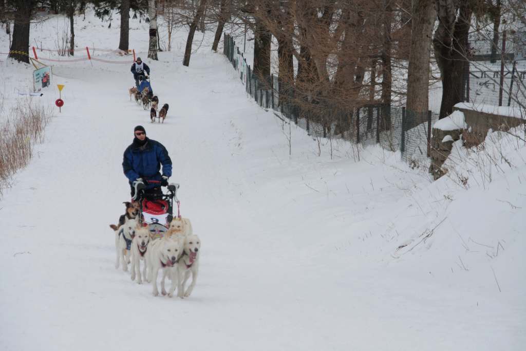 Wyścigi psich zaprzęgów