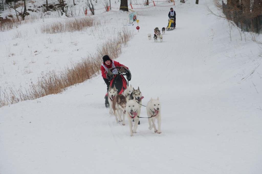 Wyścigi psich zaprzęgów