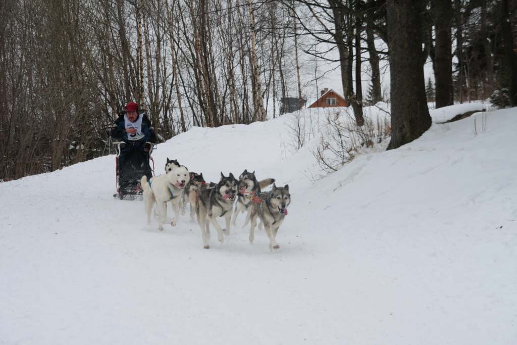 Wyścigi psich zaprzęgów