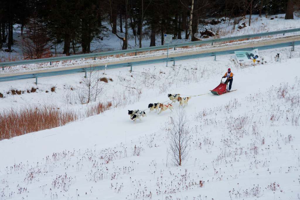 Wyścigi psich zaprzęgów