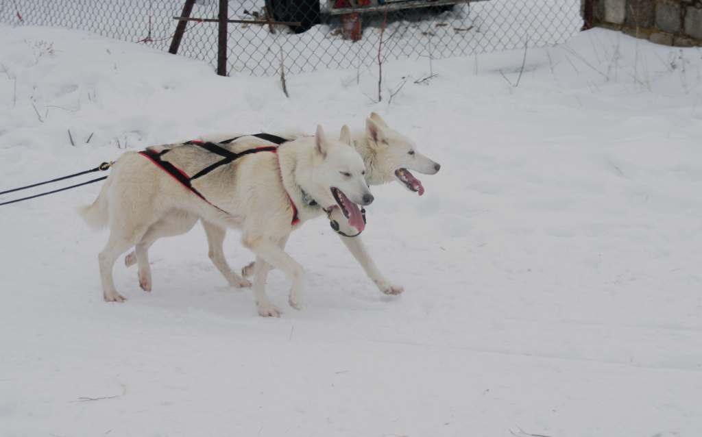 Wyścigi psich zaprzęgów