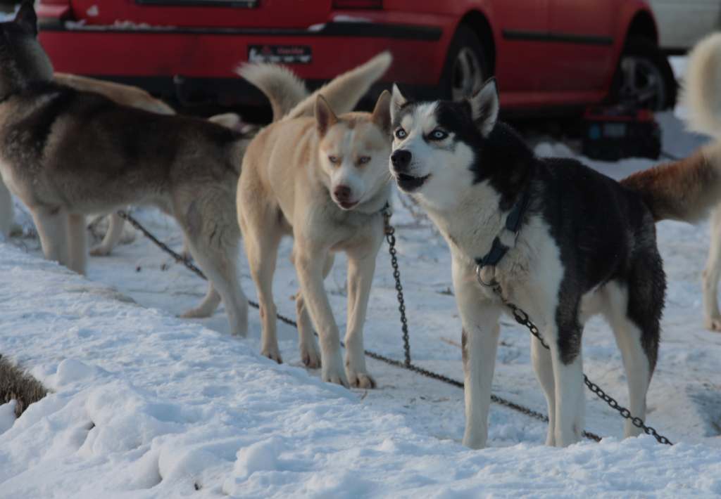 Wyścigi psich zaprzęgów