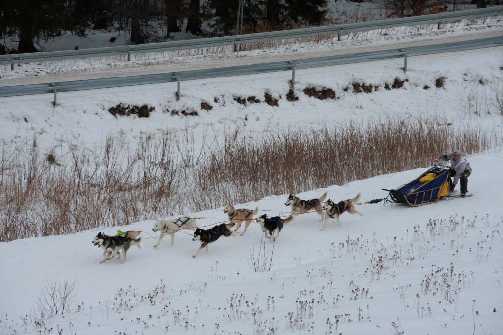 Wyścigi psich zaprzęgów
