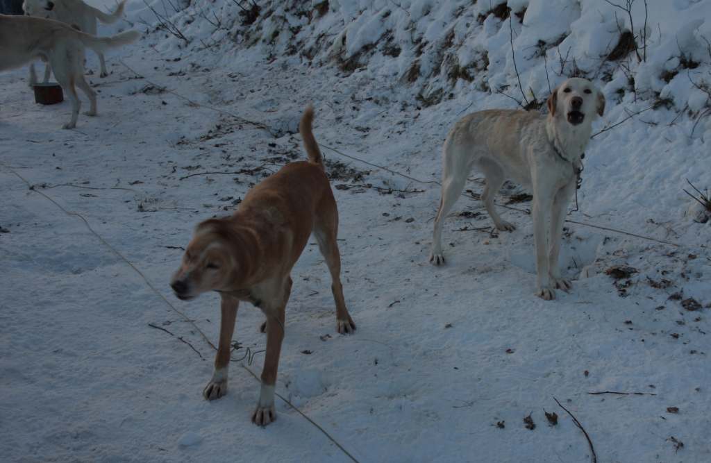 Wyścigi psich zaprzęgów
