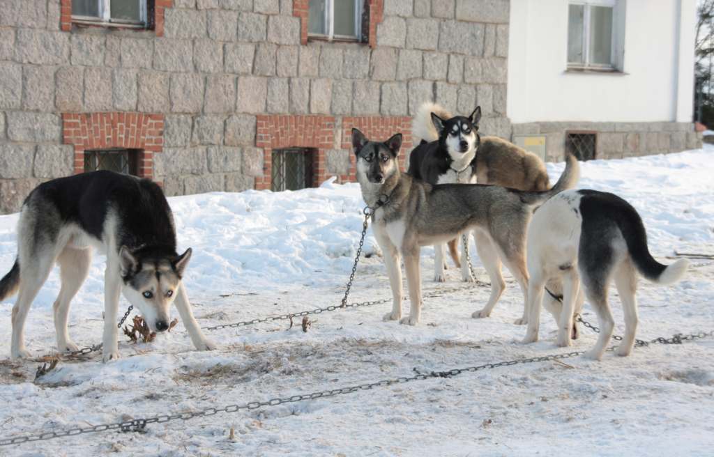 Wyścigi psich zaprzęgów