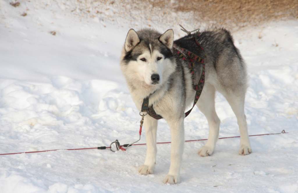Wyścigi psich zaprzęgów