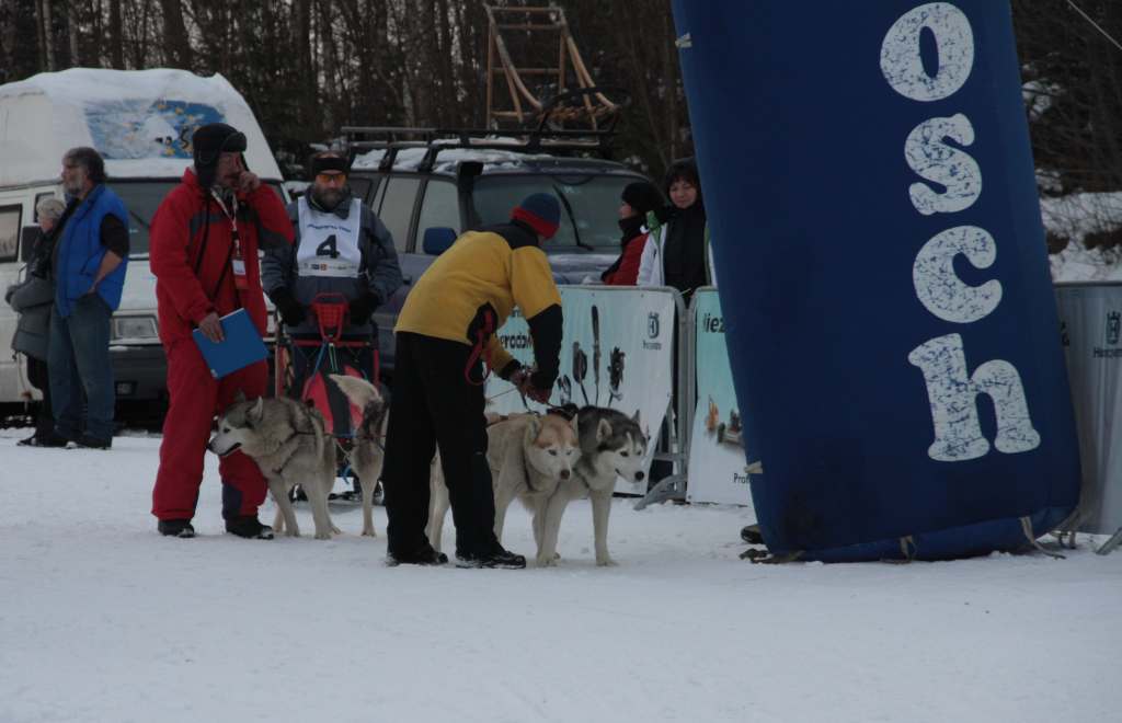 Wyścigi psich zaprzęgów